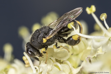 Bronswespje (Brachymeria tibialis)