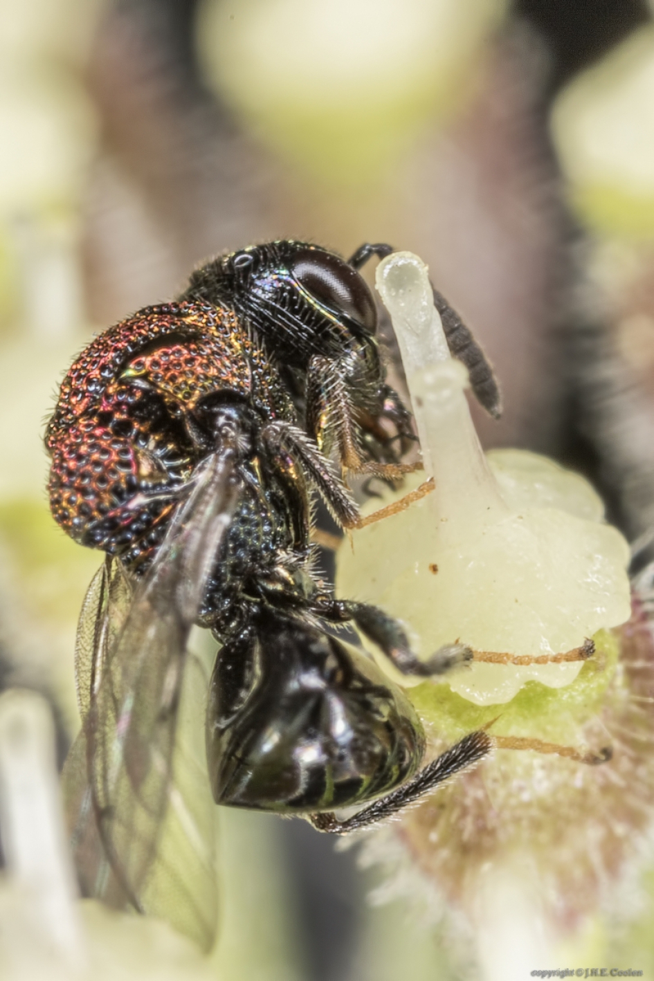 Bronswespje (Perilampus aeneus) - Geleedpotigen - Bronswespje
