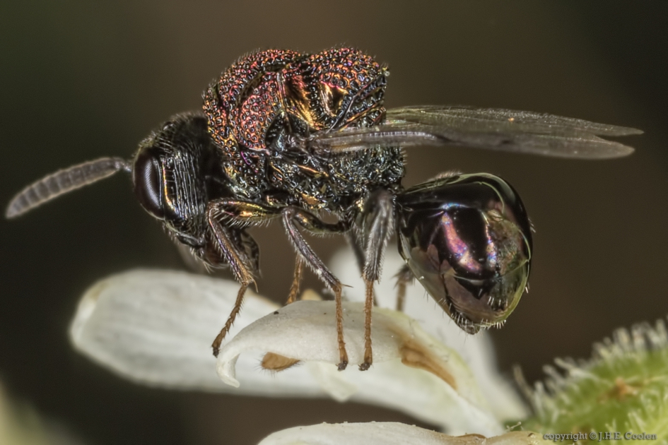 Bronswespje (Perilampus aeneus) - Geleedpotigen - Bronswespje