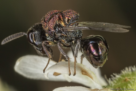 Bronswespje (Perilampus aeneus)