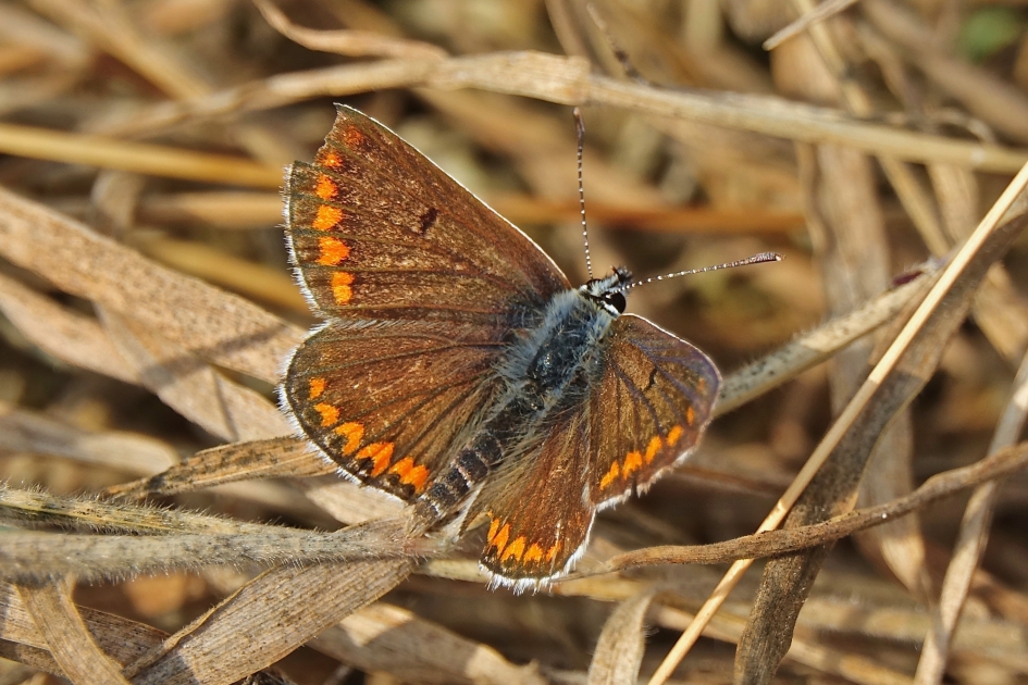 Bruin Blauwtje - Geleedpotigen - Bruin Blauwtje