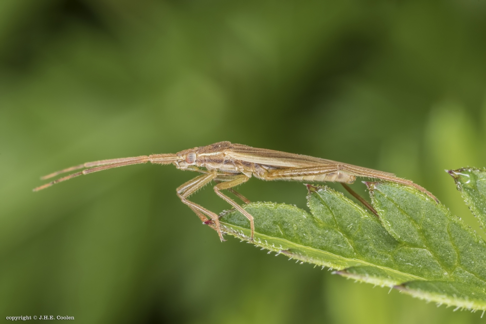 Bruine graswants (Notostria elongata) - Geleedpotigen - Bruine graswants