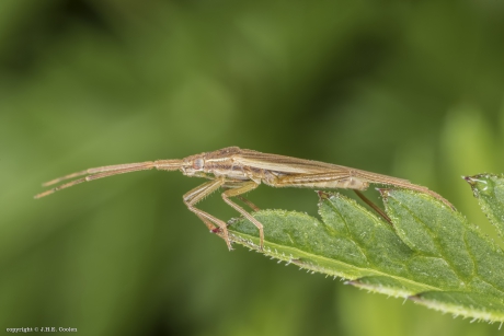 Bruine graswants (Notostria elongata)