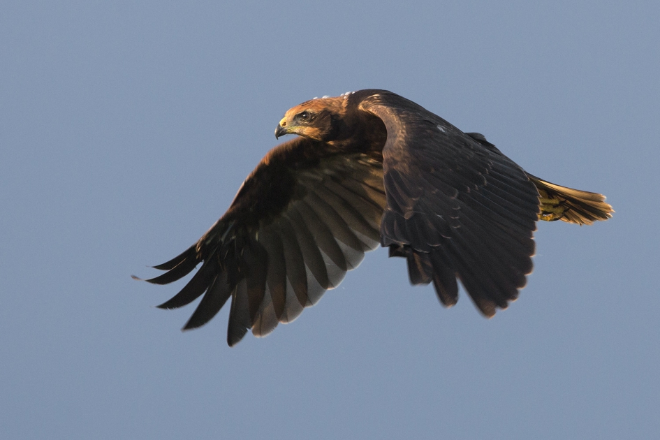Bruine Kiekendief - Vogels - Bruine Kiekendief