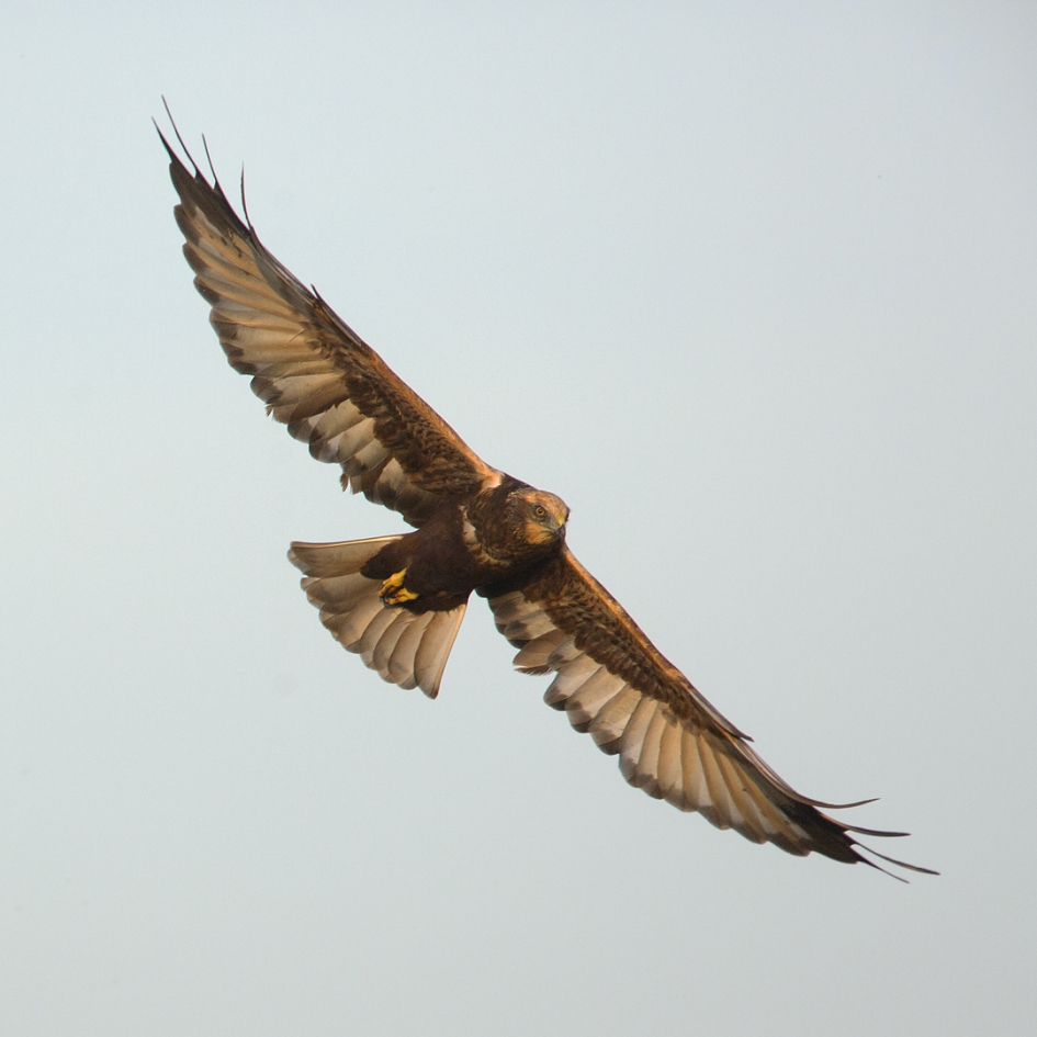 Bruine Kiekendief - Vogels - Bruine Kiekendief