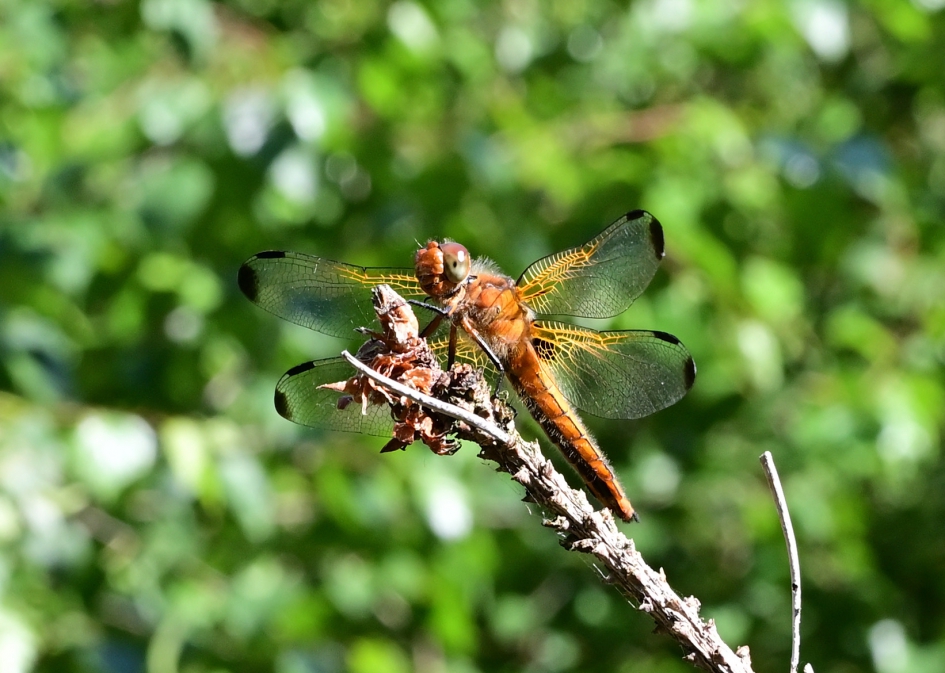 Bruine korenbout - Geleedpotigen - Bruine korenbout