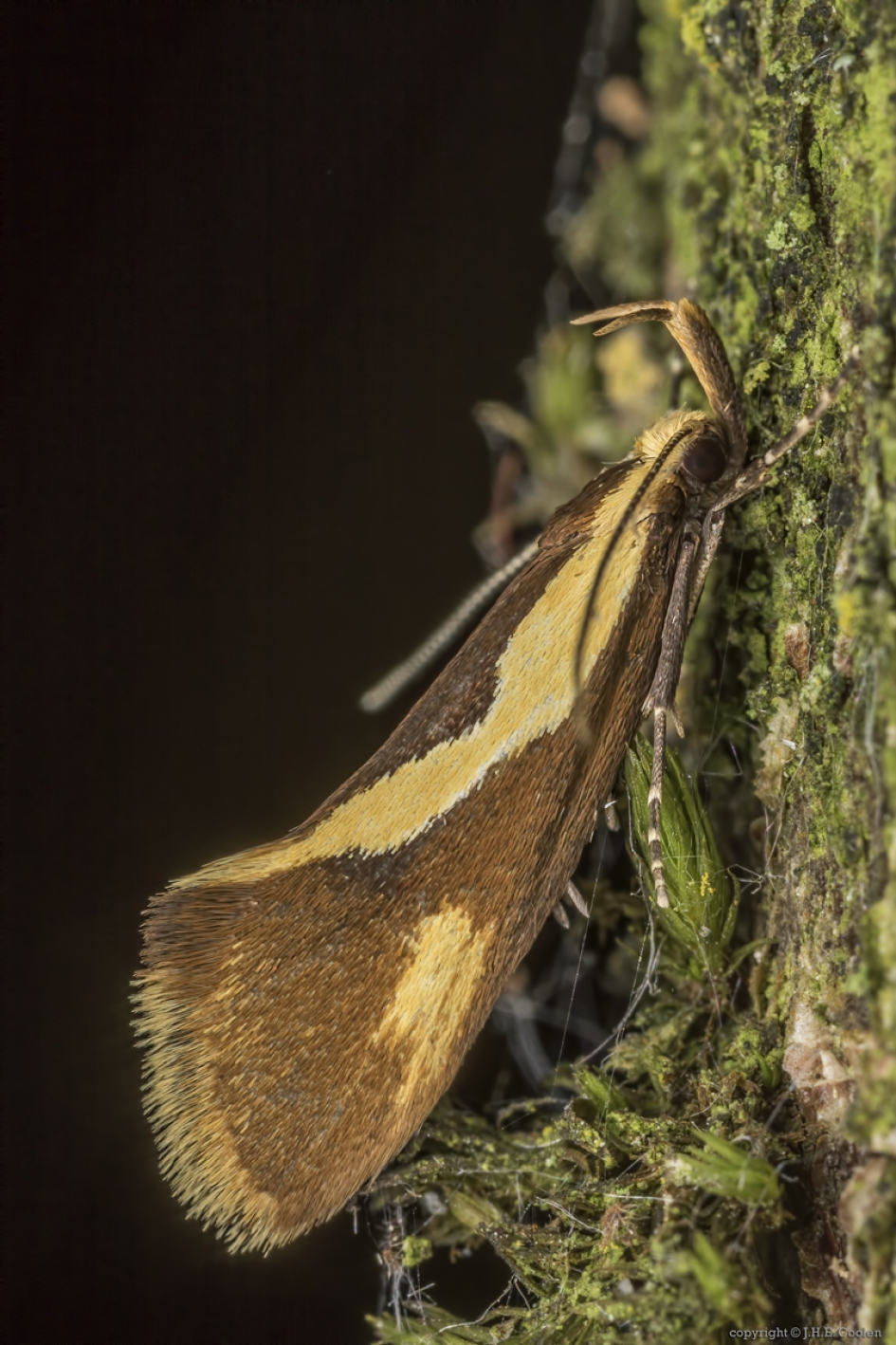 Bruine molmboorder (Harpella forficella) - Geleedpotigen - Bruine molmboorder