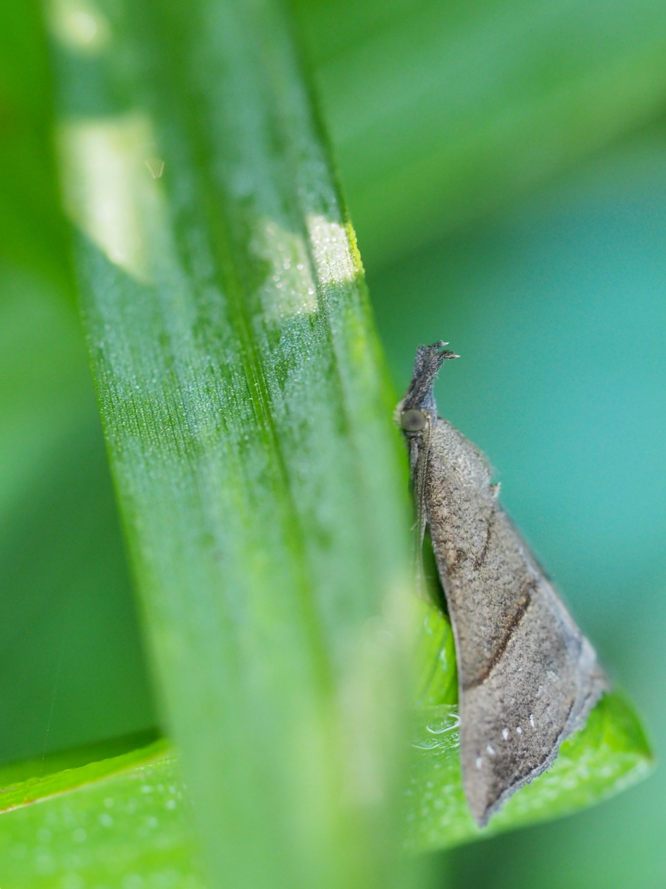 Bruine snuit - Geleedpotigen - Bruine snuituil