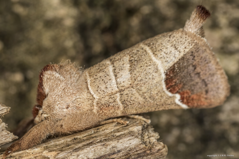 Bruine wapendrager (Clostera curtula) - Geleedpotigen - Bruine wapendrager