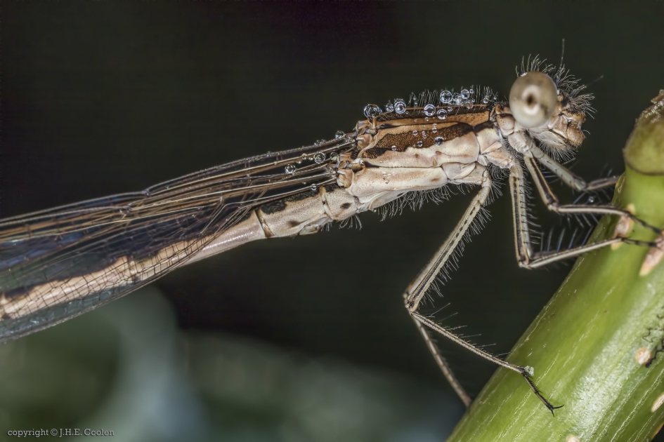 Bruine winterjuffer (SYMPECMA FUSCA) - Geleedpotigen - Bruine winterjuffer