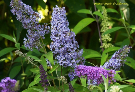 Buddleya Davidii
