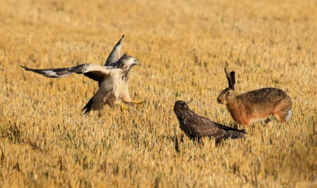 Buizerd