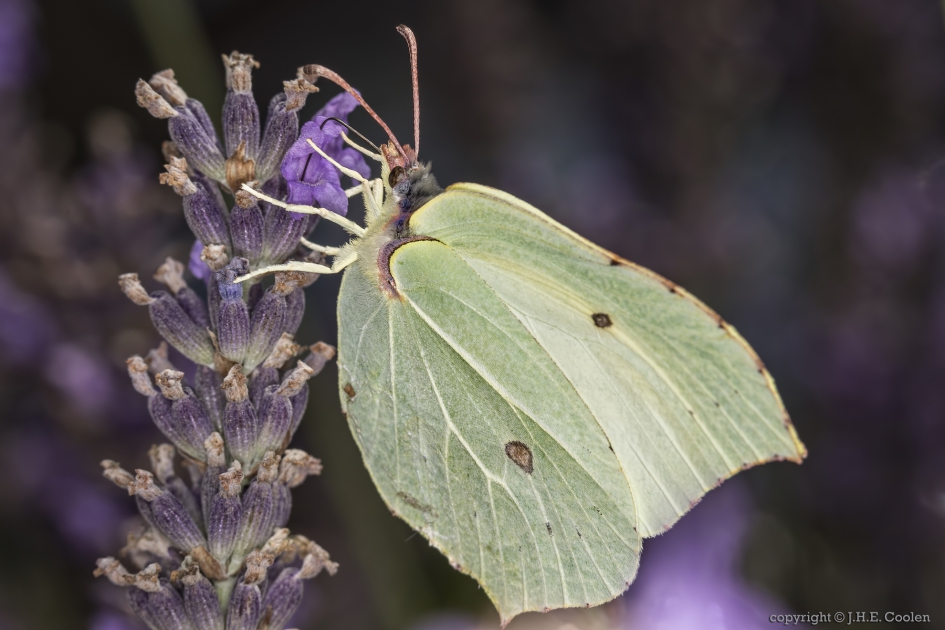 Citroenvlinder (Gonepteryx rhamni) - Geleedpotigen - Citroenvlinder