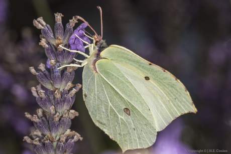Citroenvlinder (Gonepteryx rhamni)