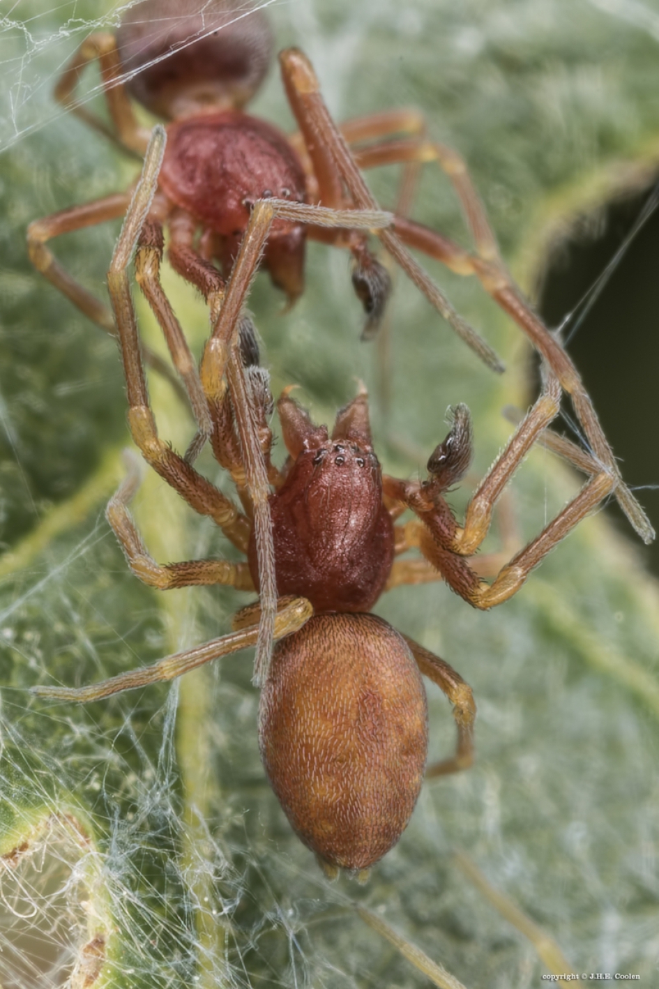 Concurrentie (Oonopidae, dwergcelspin) - Geleedpotigen - Dwergcelspin