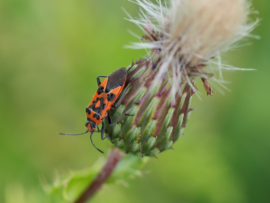 Corizus hyoscyami - Geleedpotigen - Kaneelwants