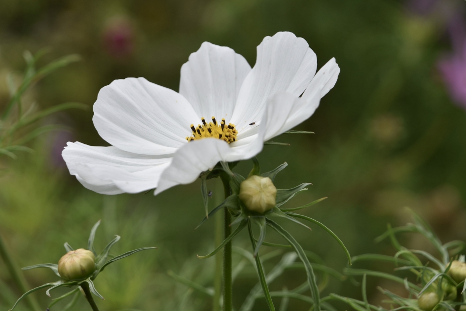 Cosmea - Planten - 