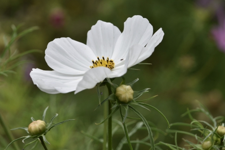 Cosmea