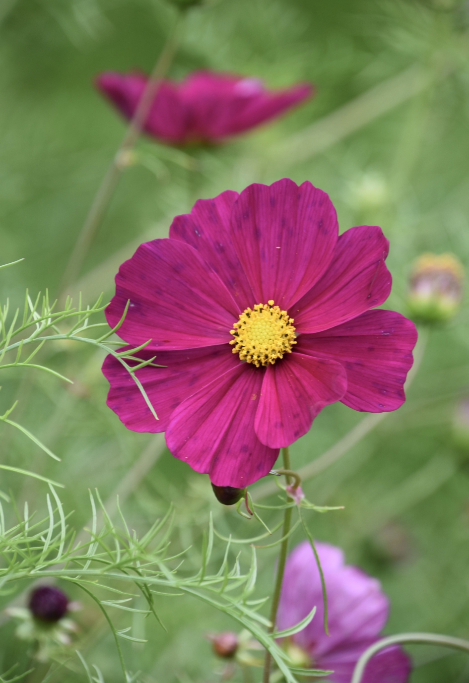 Cosmea - Planten - 