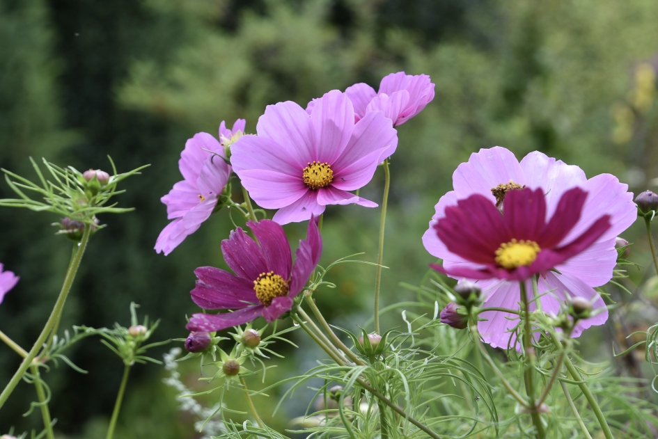 Cosmea - Planten - 