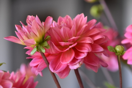 Dahlia