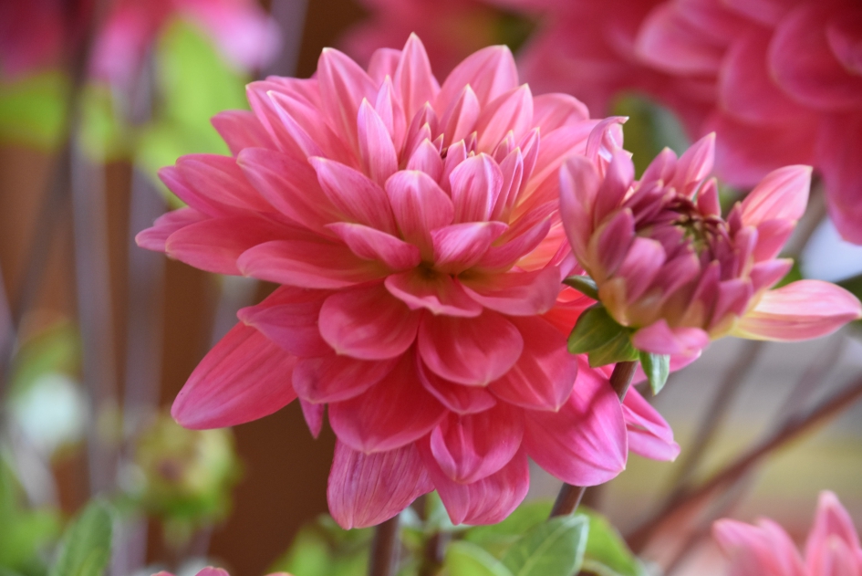 Dahlia - Planten - 