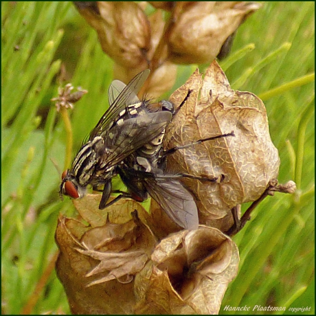 Dambordjes leven zich uit op de ratelaar.