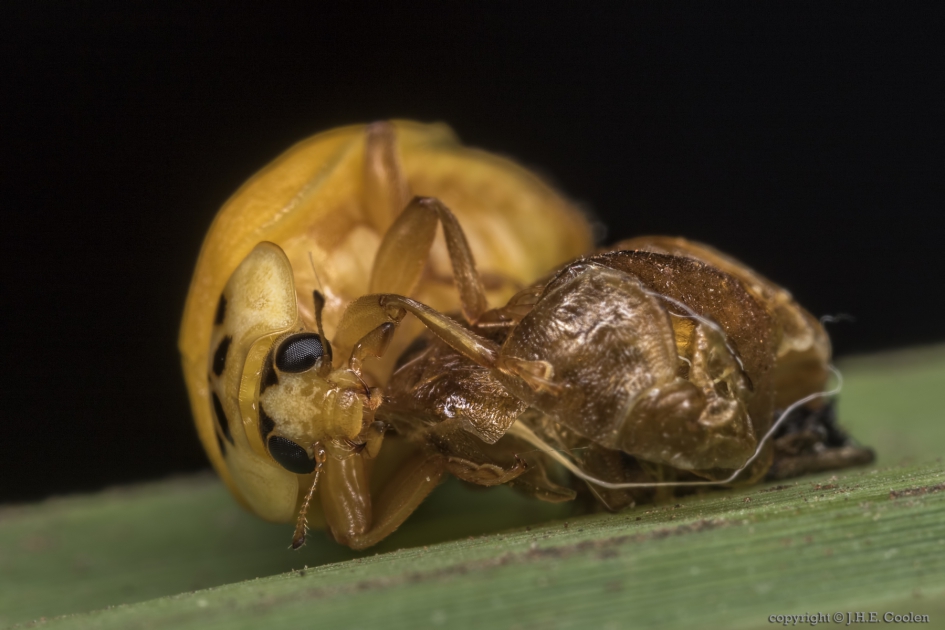 De laatste fase - Geleedpotigen - LHB