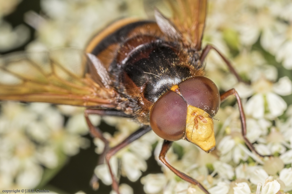 De stadsreus of Hoornaarzweefvlieg (Volucella zonaria) - Geleedpotigen - De stadsreus of Hoornaarzweefvlieg