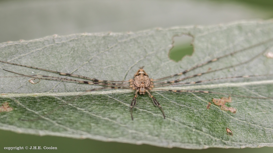 De strekpoot (Dicranopalpus ramosus) - Geleedpotigen - De strekpoot