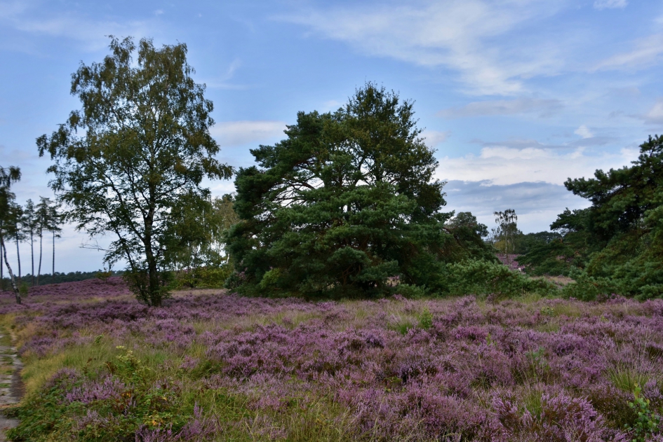 Den Treek - Planten - 
