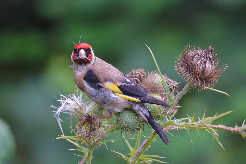 Distelende Putter - Vogels - Putter