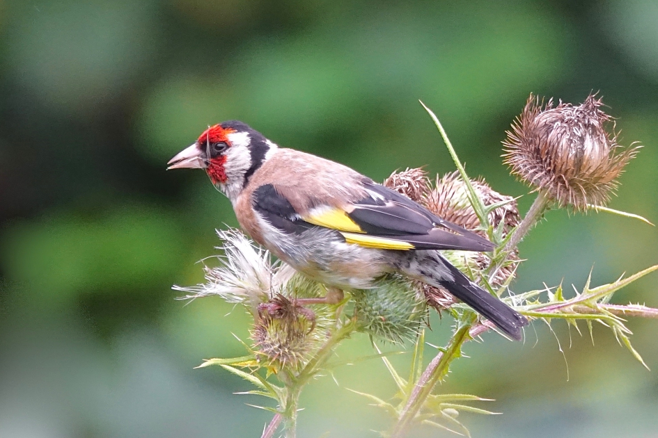 Distelende vink - Vogels - Putter