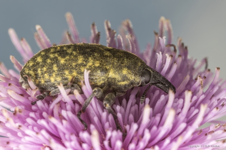 Distelsnuitkever (Larinus turbinatus)