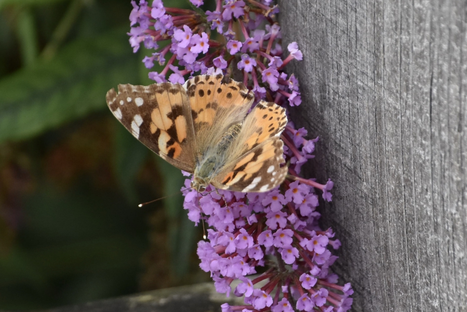 Distelvlinder - Geleedpotigen - 