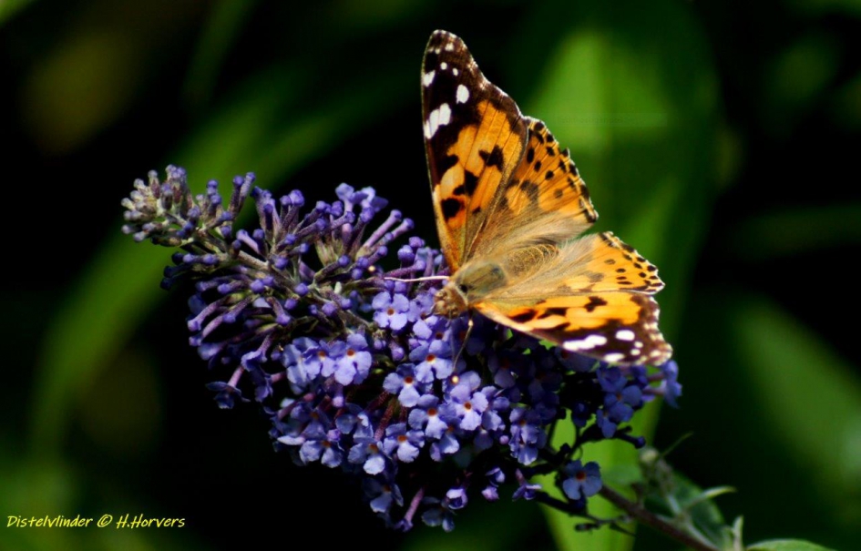 Distelvlinder - Geleedpotigen - Distelvlinder