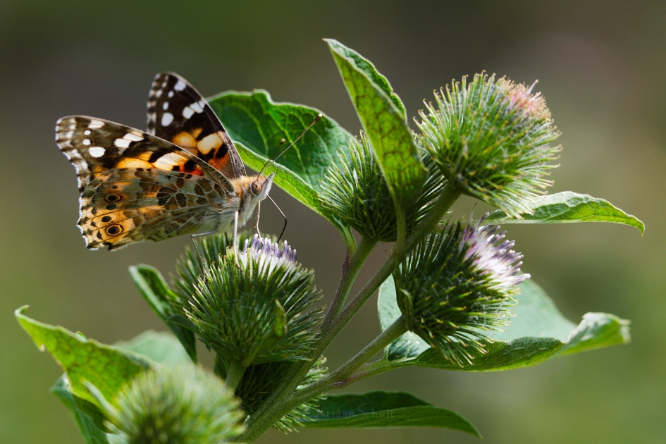 Distelvlinder op distel - Geleedpotigen - Distelvlinder