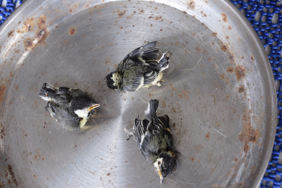 Dode koolmeesjes - Vogels - 