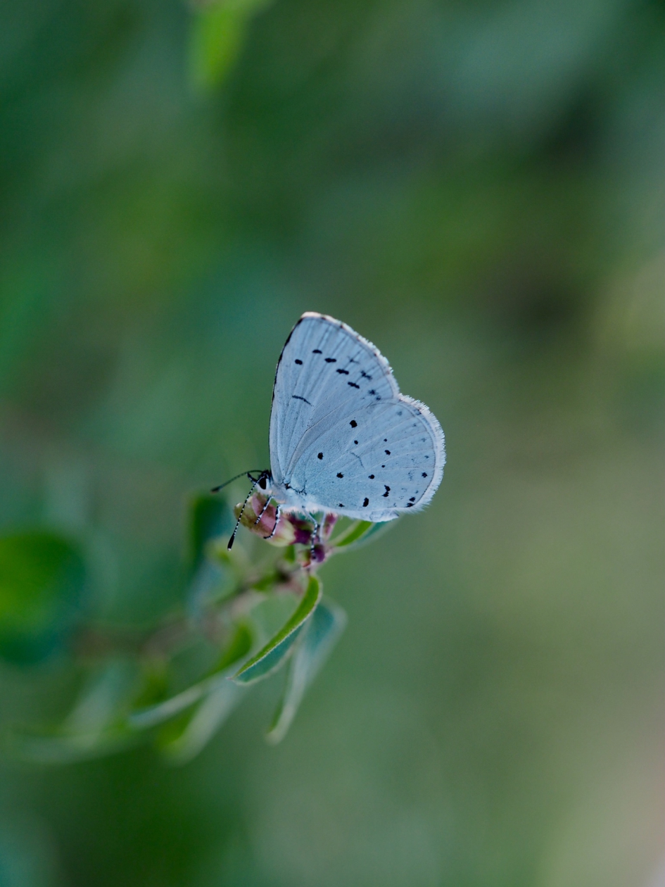 Droomachtig - Geleedpotigen - Boomblauwtje