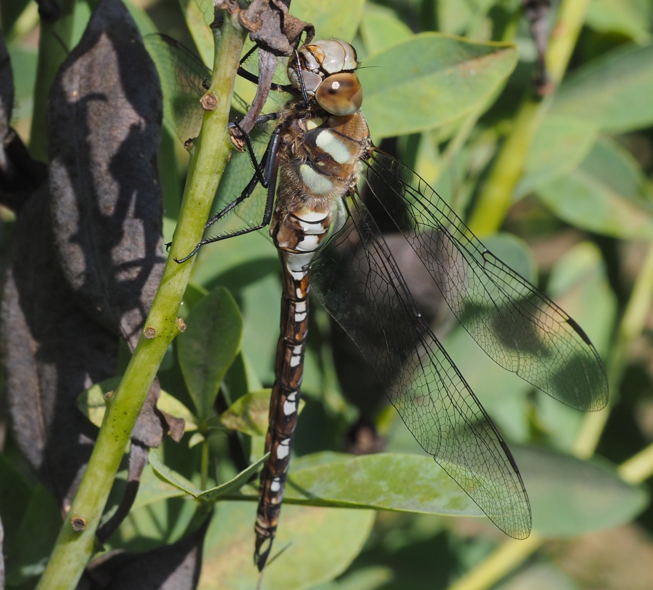 Druk aan het jagen - Geleedpotigen - Paardenbijter