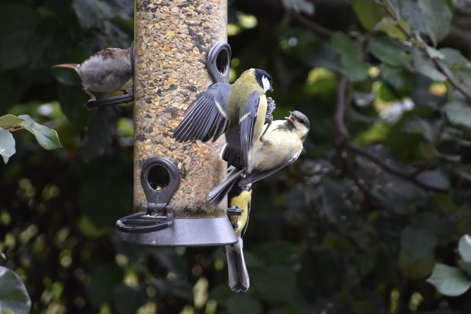 Drukte op de zaadsilo - Vogels - 