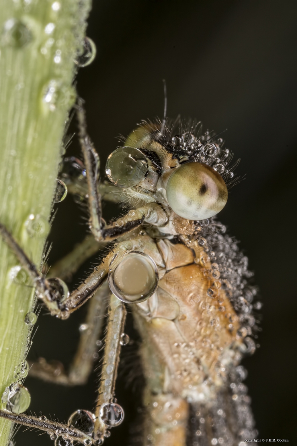 Een beetje vocht... - Geleedpotigen - Juffer