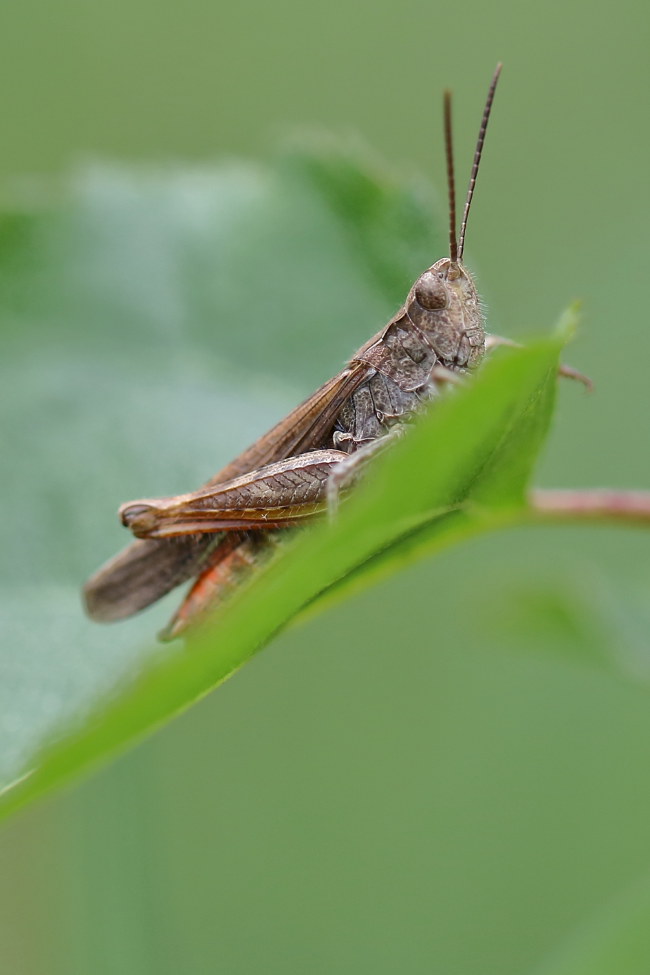 een gespreid bedje - Geleedpotigen - biguttulus