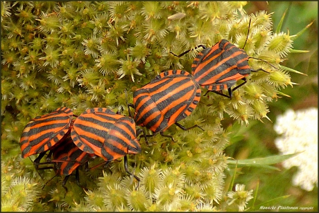Een week geleden voor het eerst gezien,