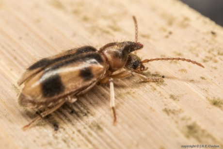 Eenhoornige Snoerhalskever (Notoxus monoceros)