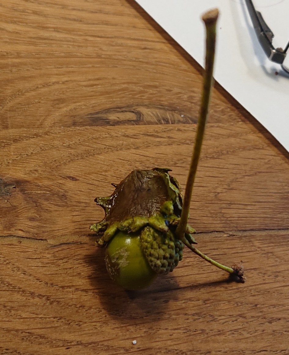 Eikel met? - Planten - Europese eikel