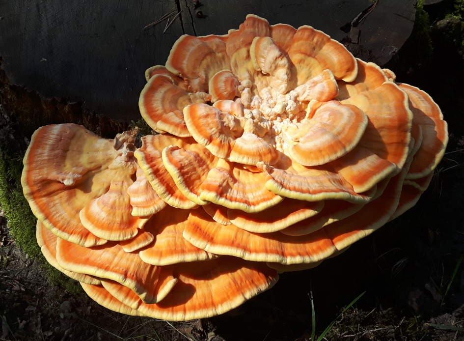 Elfenbankje - Schimmels - 