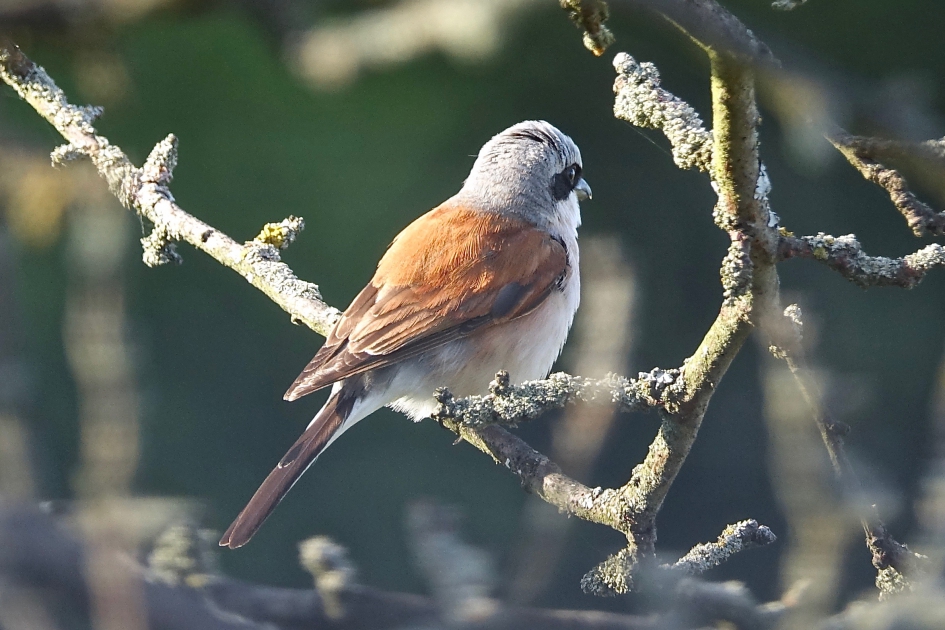 En Profil - Vogels - Grauwe Klauwier