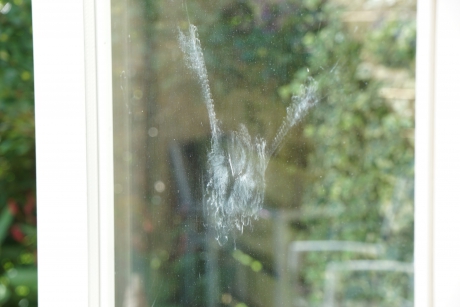 En toch is het een roofvogel.