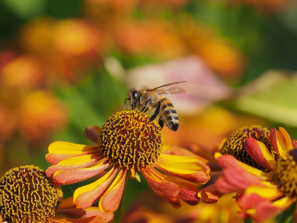 Fotogenieke bloem - Geleedpotigen - Honingbij